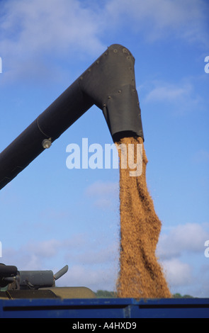 Kombination von Weizen im Norden Dorset county England UK nach einer langen Periode der nassen Wetter im Jahr 2004 Stockfoto