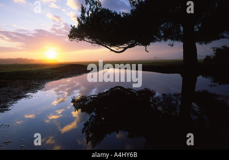 Sonnenaufgang über dem Whitemoor Teich in der Nähe von Brockenhurst Dorf New Forest Hampshire County England UK Stockfoto