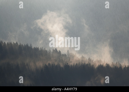 Nebel steigt aus den Wäldern nach Regen. Stockfoto