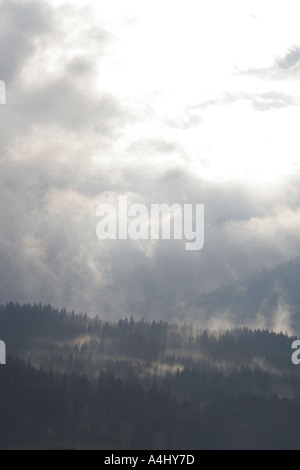Nebel steigt aus den Wäldern nach Regen. Stockfoto