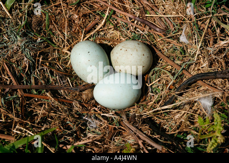 WENIGER SCHWARZ BACKED GULL LARUS FUSCUS NEST UND EI Stockfoto