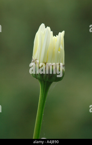 Daisy Knospe Eröffnung Stockfoto
