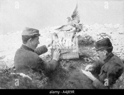 Messenger Tauben an der Front, der freigegeben wird, der Erste Weltkrieg, 1915. Artist: Unbekannt Stockfoto