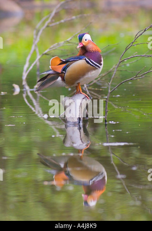 Eine männliche Mandarinente (Aix galericulata) an einem Teich Stockfoto