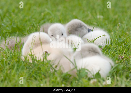 Junge Höckerschwäne (Cygnus Olor) schlafen auf einer Wiese Stockfoto