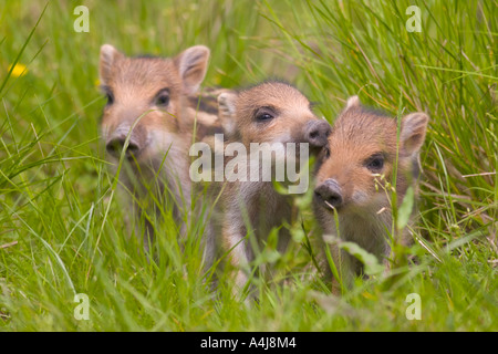 Drei junge Wildschweine (Sus Scrofa), auf der grünen Wiese Stockfoto