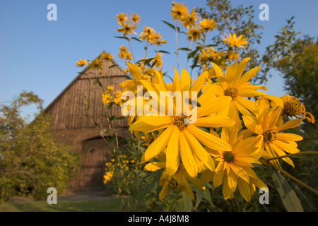 Eine Biene vor blühende Topinambur Blumen in einem Bauernhof Hausgarten unter blauen Himmel fliegen Stockfoto