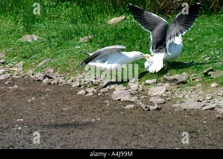 SILBERMÖWE LARUS ARGENTATUS UND WENIGER SCHWARZ BACKED GULL LARUS FUSCUS KÄMPFEN Stockfoto