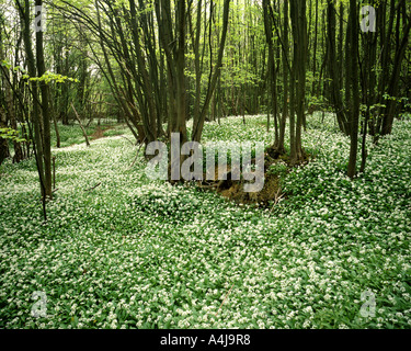 GB - NORTHAMPTONSHIRE: Bärlauch an Rockingham Forest Stockfoto