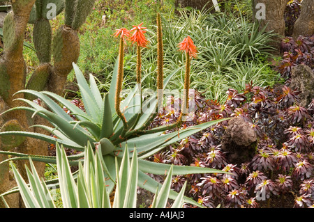 Blühende Kakteen im Botanischen Garten, Funchal, Madeira, Portugal, Europa Stockfoto