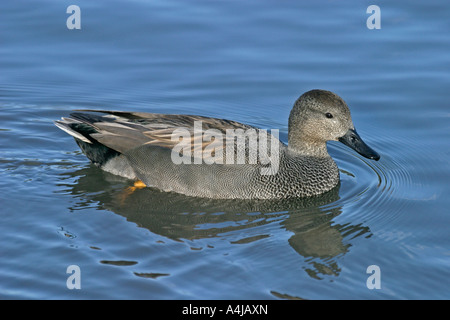 GADWALL ANAS STREPERA DRAKE SCHWIMMEN SV Stockfoto