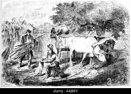 "Rinder schleppen Mais', aus dem 19. Jahrhundert. Artist: Edwin Forbes Stockfoto
