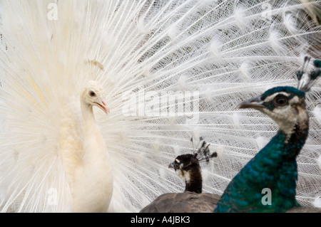 Indien blaue Pfauen (Pavo Cristatus) männliche weiße Mutation anzeigen auf der Vorderseite der zwei Augenflecken, Botanischer Garten, Funchal, Madeira Stockfoto