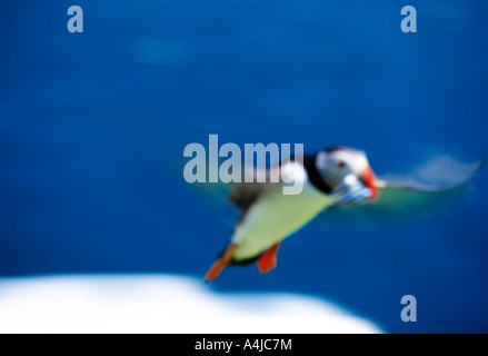 Irland, County Kerry, Iveragh-Halbinsel, Skellig Michael, Schönheit in der Natur Stockfoto