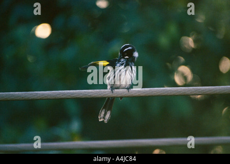 Neues Holland Honigfresser Phylidonyris Novaehollandiae sitzen auf Powerline putzen Australien Stockfoto