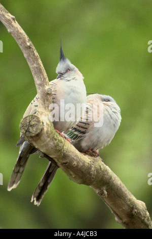Crested Tauben im Regen Ocyphaps Lophotes South Australia Stockfoto