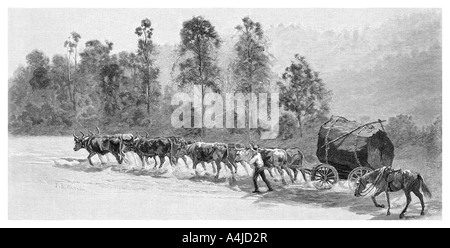 Zeder - erhalten auf der Richmond River, New South Wales, Australien, 1886 Künstler: JR Ashton Stockfoto
