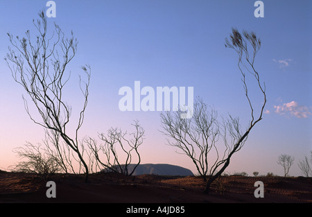 Uluru bei Sonnenaufgang ein k ein Ayers Rock mit verbrannten Casuarina Sträucher auf rotem sand Stockfoto