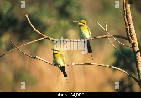 Regenbogen Bienenfresser Merops Ornatus Northern Territory Australien wild Stockfoto