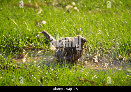 Großen Laubenvogel Chlamydera Nuchalis Baden in einer Pfütze Northern Territory Australien wild Stockfoto