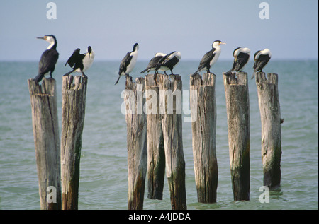 Trauerschnäpper Kormorane Phalacrocorax Varius South Australia Stockfoto