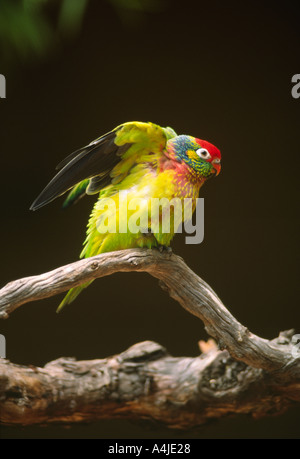 Abwechslungsreiche Lorikeet Psitteuteles versicolor Seite mit Flügeln auf AST Australien Stockfoto