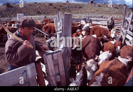 Patagonien Argentinien 16 Dez 03 Gauchos von Estancia La Oriental im Nationalpark Perito Moreno bereiten Rinder für die Kennzeichnung von Santa Stockfoto