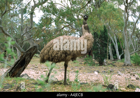WWU Wandern im trockenen Bach Bett Dromaius Novaehollandiae südlichen Flinders reicht South Australia Stockfoto