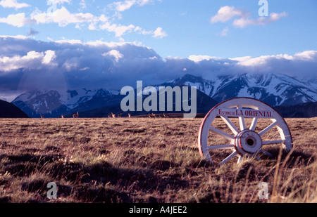 Patagonien Argentinien grasen 14 Dez 03 Guanakos auf Steppe auf dem Ansatz von Ruta 40 zur Estancia La Oriental Perito Moreno Stockfoto