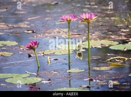 Blaue Seerosen im Billabong Nymphaea Gigantea Northern Territory Australien Stockfoto