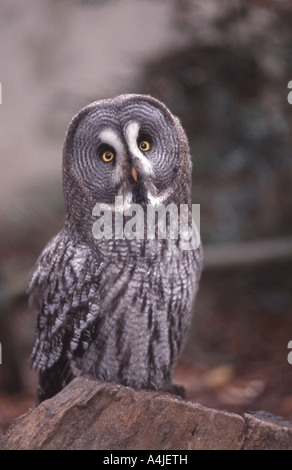 Großen grau-Eule (Strix Nebulosa), sitzen auf Holzstapel Stockfoto