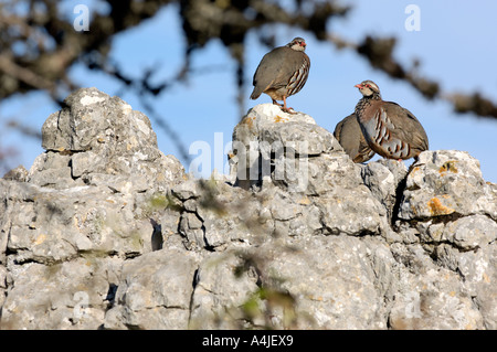 Rote legged Rebhuhn Alectoris rufa Stockfoto