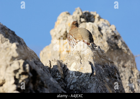 Rote legged Rebhuhn Alectoris rufa Stockfoto