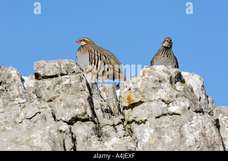 Rote legged Rebhuhn Alectoris rufa Stockfoto