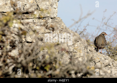 Rote legged Rebhuhn Alectoris rufa Stockfoto