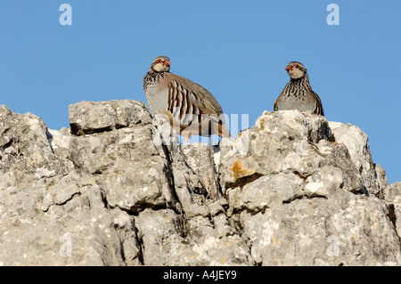 Rote legged Rebhuhn Alectoris rufa Stockfoto