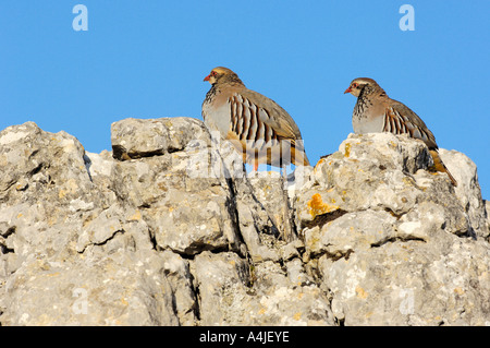 Rote legged Rebhuhn Alectoris rufa Stockfoto