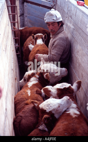 Patagonien Argentinien vorbereiten 16 Dez 03 Gauchos von Estancia La Oriental im Nationalpark Perito Moreno Rinder für die Kennzeichnung Stockfoto