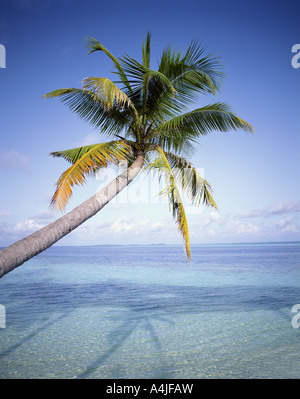 Tropischer Strand mit Palme über Meer, Kaafu Atoll, Bandos Island, Republik Malediven Stockfoto