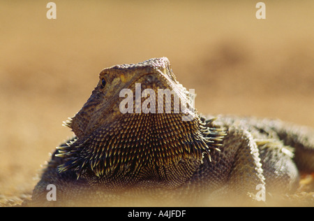 Bearded Dragon Amphibolurus Barbatus Aalen auf roten Schotterpiste Oodnadatta Track South Australia Stockfoto