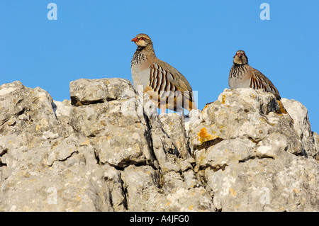 Rote legged Rebhuhn Alectoris rufa Stockfoto