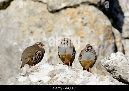 Rote legged Rebhuhn Alectoris rufa Stockfoto