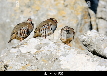 Rote legged Rebhuhn Alectoris rufa Stockfoto