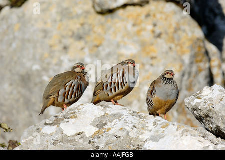 Rote legged Rebhuhn Alectoris rufa Stockfoto