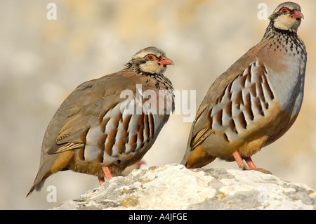 Rote legged Rebhuhn Alectoris rufa Stockfoto