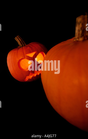 Dorset gewachsen Kürbisse für Halloween England UK Stockfoto