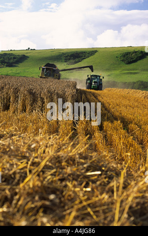 Kombination von Weizen im Norden Dorset county England UK nach einer langen Periode der nassen Wetter im Jahr 2004 Stockfoto