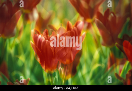 Tulpe in einem Garten Stockfoto