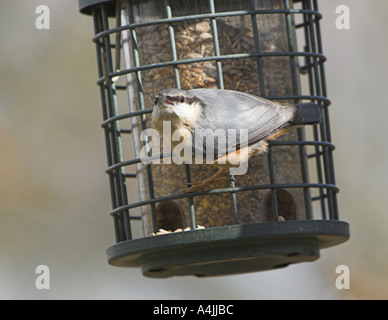 Kleiber Sitta Europaea am Futterhaus mit Samen in seinen Schnabel Surrey UK-winter Stockfoto