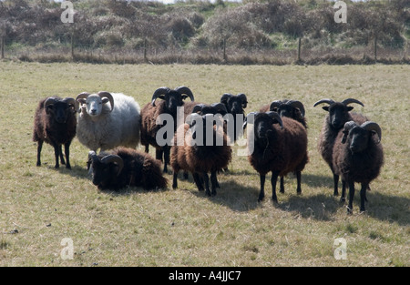 Naturschutz-Weiden mit Hebridean Schafe (Ovis Aries) Flock stehend, mit Blick auf eine Möglichkeit, Norfolk, UK, Europa Stockfoto